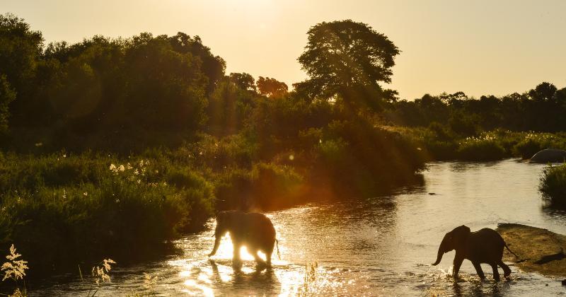 Lion Sands River Lodge Sabi Sand Game Reserve Buitenkant foto